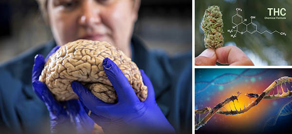 Study: THC Removes Toxic Protein that Causes Alzheimer’s From the Brain