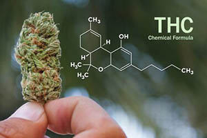 Study: THC Removes Toxic Protein that Causes Alzheimer’s from the Brain