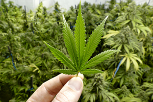 Study: THC Removes Toxic Protein that Causes Alzheimer’s from the Brain