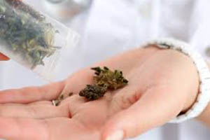 Study: THC Removes Toxic Protein that Causes Alzheimer’s from the Brain