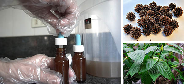 How to Identify and Use Kratom – the Painkilling Plant that Substitutes Opioids