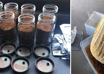 How I Grow My Food in a Basement