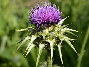 How To Use Milk Thistle For Inflammation