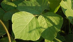 Kudzu - The Famine Food
