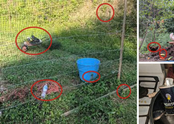 Preparing Your Garden For The Winter cph