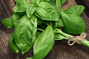 15 Best Herbs for Your Prepper Garden