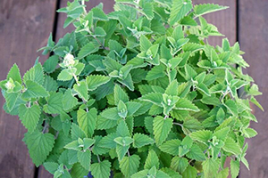 15 Best Herbs for Your Prepper Garden
