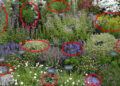 15 Best Herbs for Your Prepper Garden