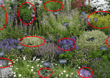 15 Best Herbs for Your Prepper Garden