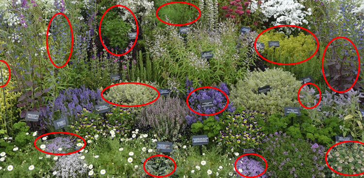 15 Best Herbs for Your Prepper Garden