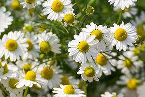 15 Best Herbs for Your Prepper Garden