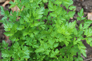 15 Best Herbs for Your Prepper Garden