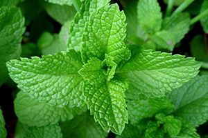 15 Best Herbs for Your Prepper Garden