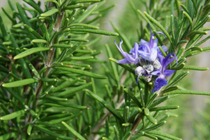 15 Best Herbs for Your Prepper Garden