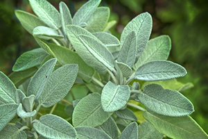 15 Best Herbs for Your Prepper Garden