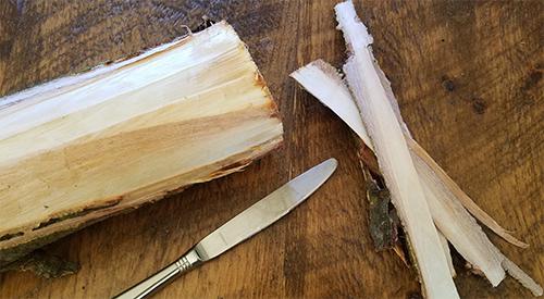 A Forgotten Wild Edible Pine Bark Flour