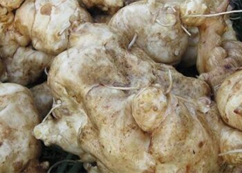 Jerusalem Artichokes - 200 Pounds of Food With this Plant You Can Harvest in Winter - Cover2