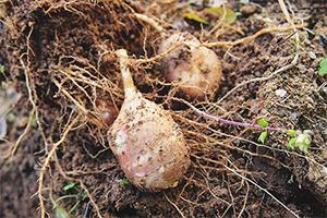 Jerusalem Artichokes - 200 Pounds of Food With this Plant You Can Harvest in Winter1