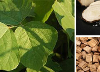 Kudzu the famine food