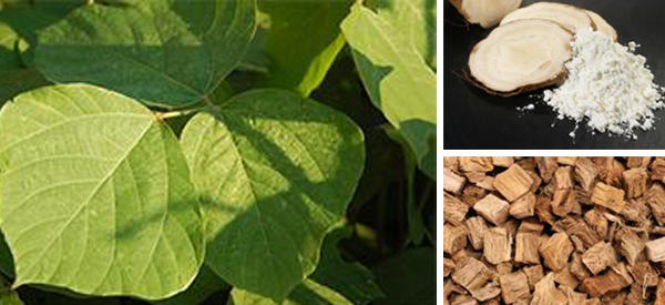 Kudzu the famine food