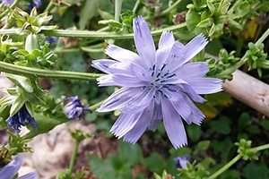 This Driveway Weed Has Pain-Killing Properties Similar to Ibuprofen Chicory