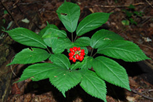 How to Tell the Difference Between the Poisonous Virginia Creeper and the Healthy American Ginseng