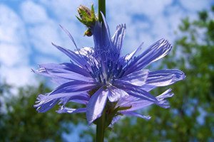 This Driveway Weed Has Pain-Killing Properties Similar to Ibuprofen Chicory