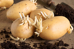 How to Grow Potatoes in Shopping Bags for an Extended Harvest