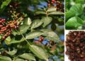 The Health Benefits of Prickly Ash