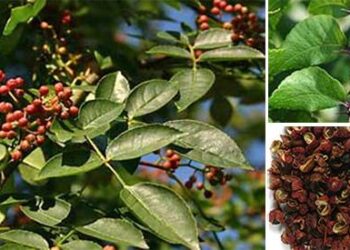 The Health Benefits of Prickly Ash