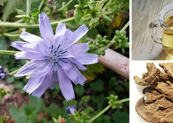 This Driveway Weed Has Pain-Killing Properties Similar to Ibuprofen