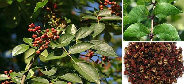 The Health Benefits of Prickly Ash