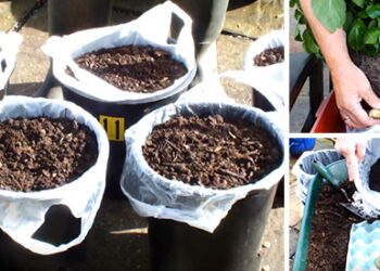 How to Grow Potatoes in Shopping Bags for an Extended Harvest