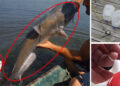 How to Catch Fish with a Jug