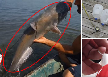 How to Catch Fish with a Jug