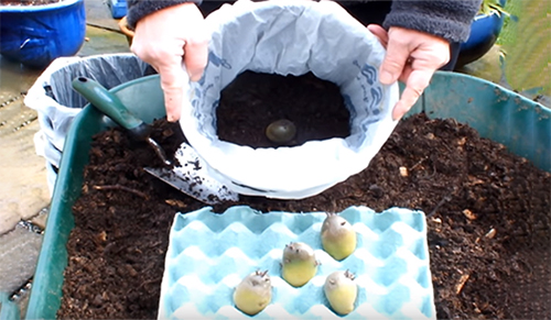 How to Grow Potatoes in Shopping Bags for an Extended Harvest