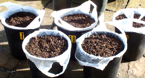 How to Grow Potatoes in Shopping Bags for an Extended Harvest