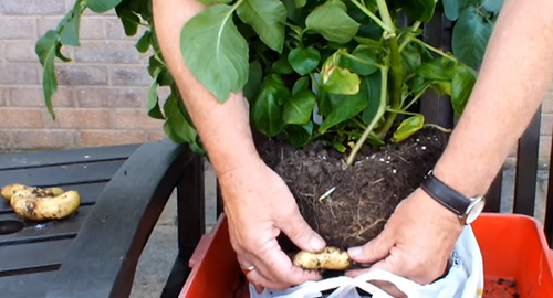 How to Grow Potatoes in Shopping Bags for an Extended Harvest