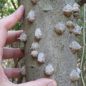 The Health Benefits of Prickly Ash