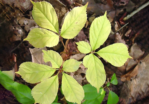 How to Tell the Difference Between the Poisonous Virginia Creeper and the Healthy American Ginseng