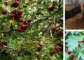 How to Lower Your Bad Cholesterol Levels with Hawthorn