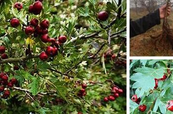 How to Lower Your Bad Cholesterol Levels with Hawthorn