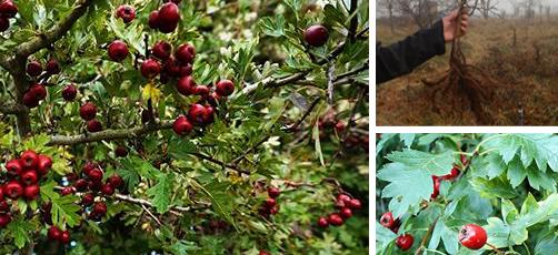 How to Lower Your Bad Cholesterol Levels with Hawthorn