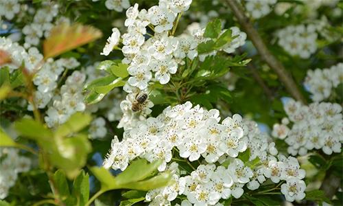 How to lower your bad cholesterol levels with Hawthorn1