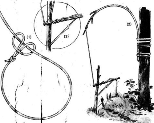 The Easy and Practical DIY Snares to Catch Small Wild Game2