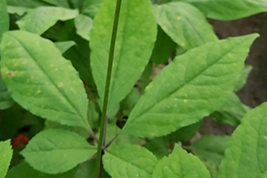 How to Tell the Difference Between the Poisonous Virginia Creeper and the Healthy American Ginseng