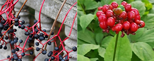 How to Tell the Difference Between the Poisonous Virginia Creeper and the Healthy American Ginseng