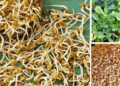 How to Lower Your Blood Sugar Levels with Fenugreek