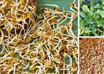How to Lower Your Blood Sugar Levels with Fenugreek