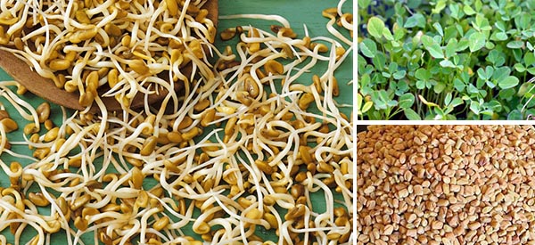 How to Lower Your Blood Sugar Levels with Fenugreek